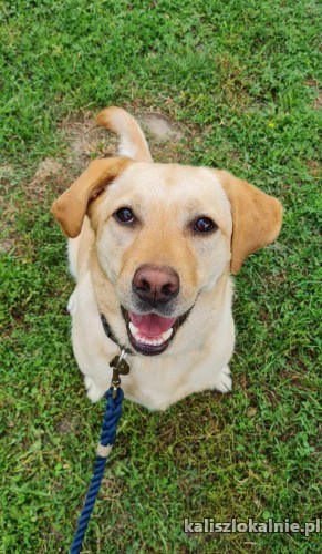 goldi-mloda-rodzinna-suczka-labka-szuka-domu-50281-kalisz-foto.jpg