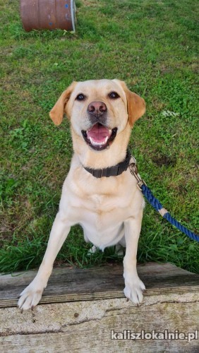 goldi-mloda-rodzinna-suczka-labka-szuka-domu-50281-kalisz-na-sprzedaz.jpg