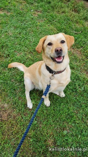 goldi-mloda-rodzinna-suczka-labka-szuka-domu-50281-kalisz.jpg
