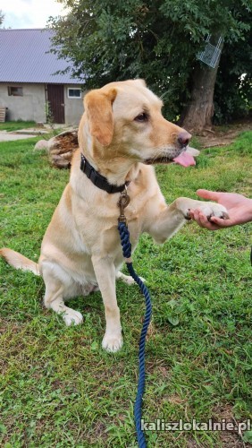 goldi-mloda-rodzinna-suczka-labka-szuka-domu-50281-psy.jpg