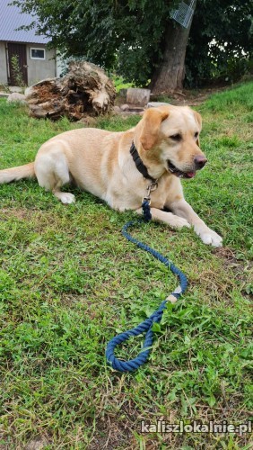 goldi-mloda-rodzinna-suczka-labka-szuka-domu-50281-sprzedam.jpg