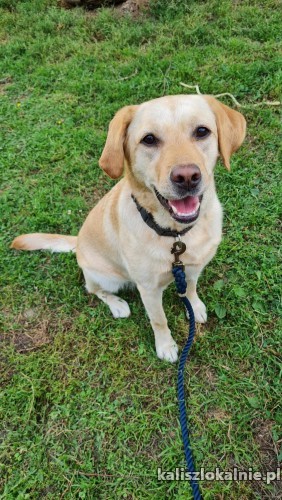 goldi-mloda-rodzinna-suczka-labka-szuka-domu-50281-zdjecia.jpg