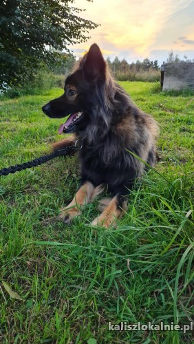bary-majestatyczny-piekny-owczarek-szuka-domu-50283-kalisz-foto.jpg