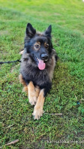 bary-majestatyczny-piekny-owczarek-szuka-domu-50283-kalisz.jpg