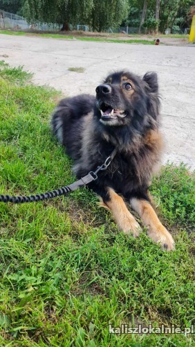 bary-majestatyczny-piekny-owczarek-szuka-domu-50283-psy.jpg