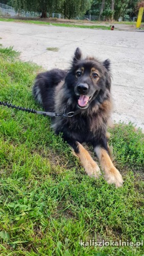 bary-majestatyczny-piekny-owczarek-szuka-domu-50283-sprzedam.jpg