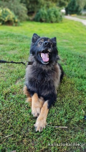 bary-majestatyczny-piekny-owczarek-szuka-domu-50283-zdjecia.jpg