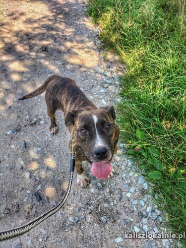 aksa-fantastyczna-suczka-w-typie-ttb-do-pokochania-50284-kalisz.jpg