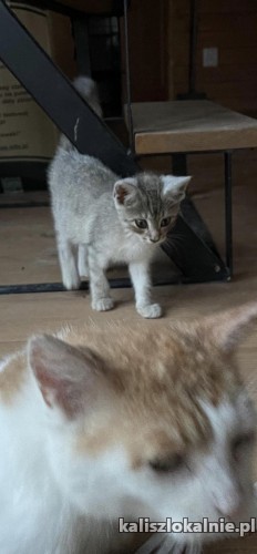 dwa-cudne-przyjazne-wesole-koteczki-do-adopcji-50332-kalisz.jpg