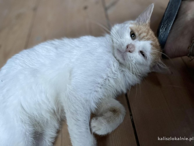 dwa-cudne-przyjazne-wesole-koteczki-do-adopcji-50332-koty.jpg