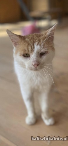 dwa-cudne-przyjazne-wesole-koteczki-do-adopcji-50332-sprzedam.jpg