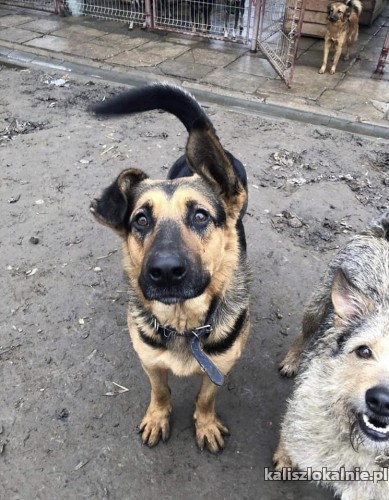 samson-cudny-cierpliwy-wspanialy-pies-50377-kalisz.jpg