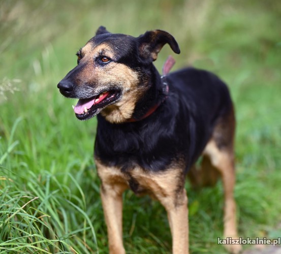 cudowna-dalia-kochana-przyjazna-suczka-50378-kalisz-foto.jpg