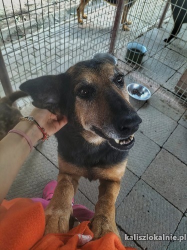 cudowna-dalia-kochana-przyjazna-suczka-50378-kalisz.jpg