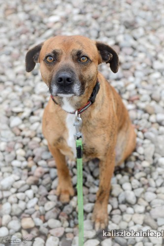 parys-drobny-niekonfliktowy-psiak-pokochaj-go-50415-kalisz-foto.jpg