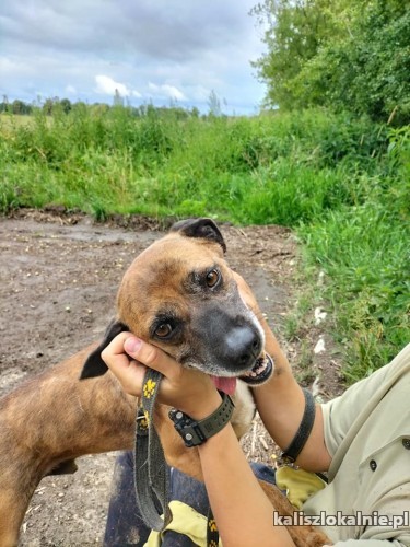 parys-drobny-niekonfliktowy-psiak-pokochaj-go-50415-kalisz.jpg