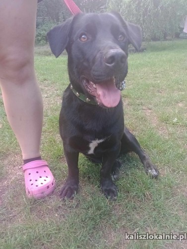 portos-mlodziutki-grzeczny-niekonfliktowy-psiak-50502-kalisz-foto.jpg