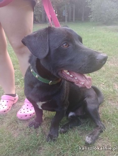portos-mlodziutki-grzeczny-niekonfliktowy-psiak-50502-kalisz-na-sprzedaz.jpg