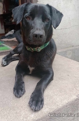 portos-mlodziutki-grzeczny-niekonfliktowy-psiak-50502-sprzedam.jpg
