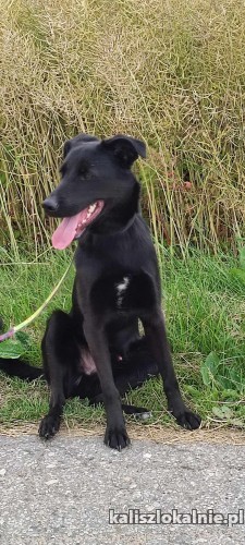 atos-mlody-niekonfliktowy-pies-szuka-domu-50529-kalisz-foto.jpg