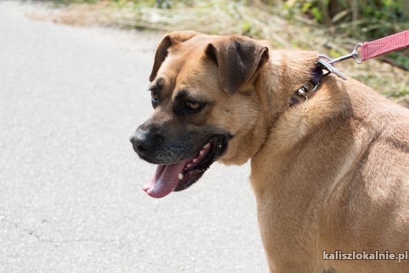 aza-wesola-przyjazna-suczka-50540-kalisz.jpg