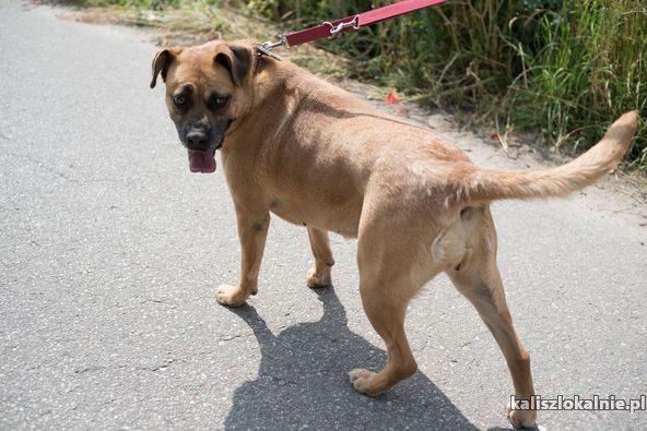 aza-wesola-przyjazna-suczka-50540-psy.jpg