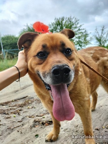 sara-pies-o-zlotym-sercu-szuka-domu-50616-kalisz.jpg