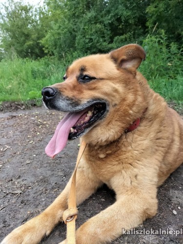 sara-pies-o-zlotym-sercu-szuka-domu-50616-psy.jpg