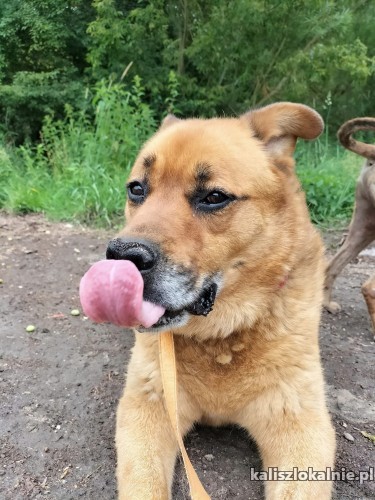 sara-pies-o-zlotym-sercu-szuka-domu-50616-sprzedam.jpg