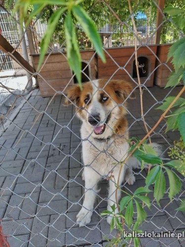 beta-pieknooka-proludzka-suczka-do-pokochania-50634-kalisz.jpg