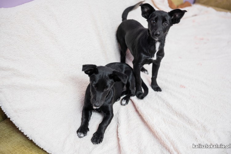 dwie-slodkie-suczki-szczeniaki-do-pokochania-50722-kalisz-foto.jpg