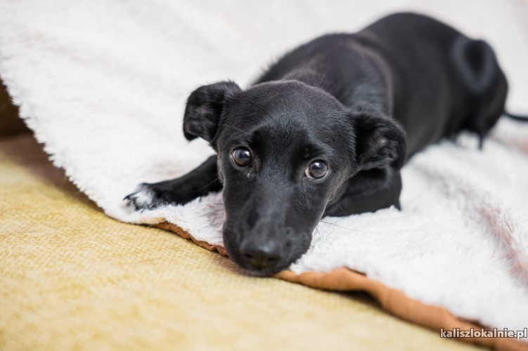 dwie-slodkie-suczki-szczeniaki-do-pokochania-50722-kalisz-na-sprzedaz.jpg
