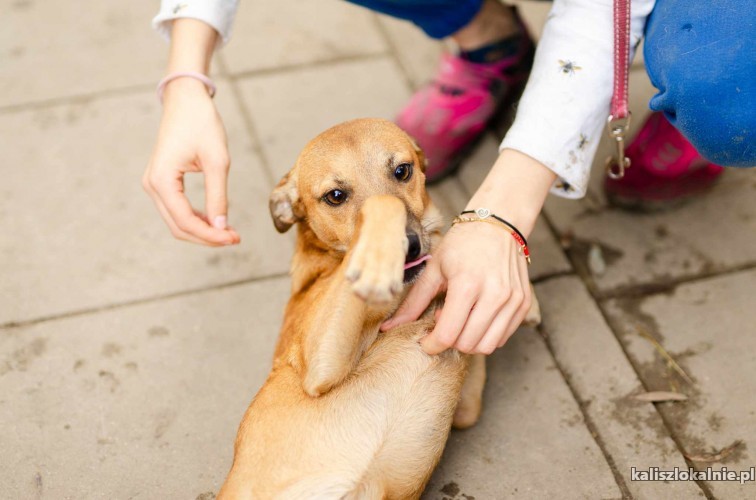 feliks-przyjazny-szczeniak-szuka-domu-50729-kalisz.jpg