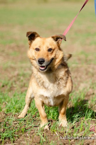 towarzyski-oli-przyjazny-nieduzy-psiaczek-50730-kalisz.jpg