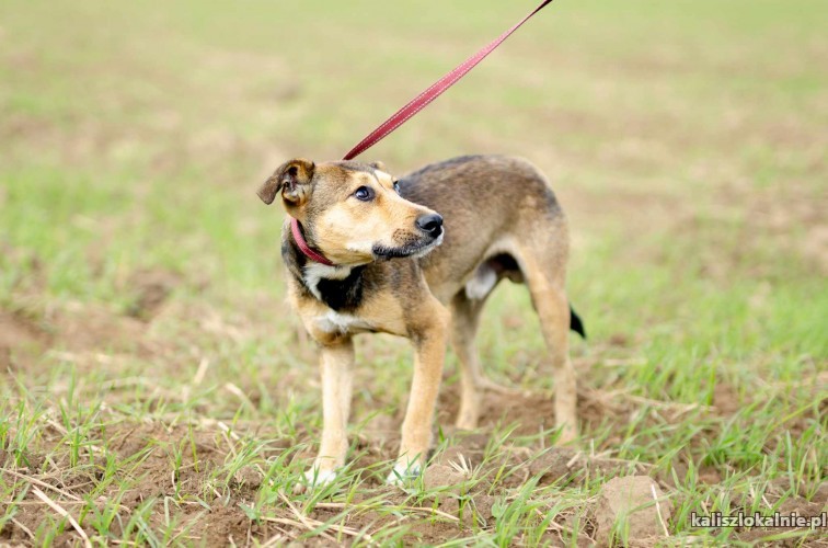 kamyczek-roczny-wesoly-psiak-do-pokochania-50731-psy.jpg