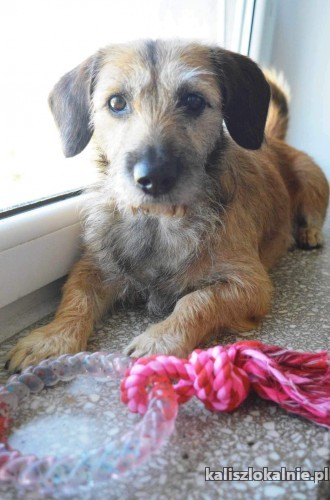tosia-psi-ideal-szuka-swojej-rodziny-50750-kalisz-foto.jpg