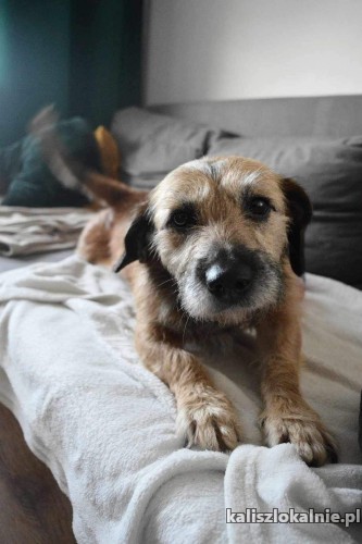 tosia-psi-ideal-szuka-swojej-rodziny-50750-kalisz-na-sprzedaz.jpg