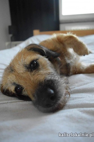 tosia-psi-ideal-szuka-swojej-rodziny-50750-kalisz.jpg