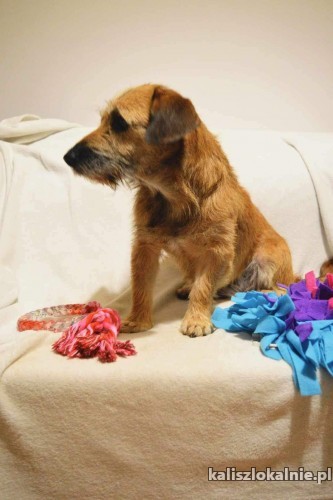 tosia-psi-ideal-szuka-swojej-rodziny-50750-psy.jpg