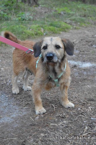 tosia-psi-ideal-szuka-swojej-rodziny-50750-sprzedam.jpg
