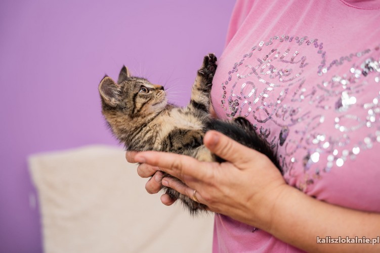 trisi-3-miesieczna-koteczka-do-pokochania-50771-koty.jpg