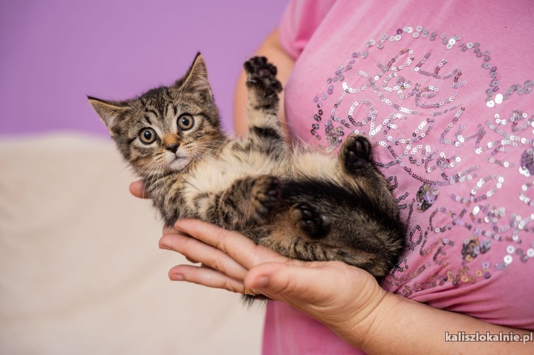 trisi-3-miesieczna-koteczka-do-pokochania-50771-sprzedam.jpg