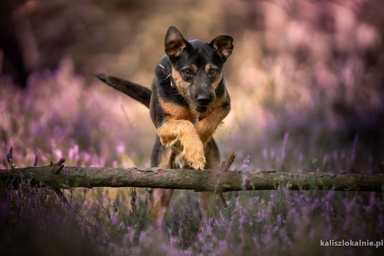 yogi-wesoly-proludzki-terierek-szuka-domu-50773-kalisz.jpg