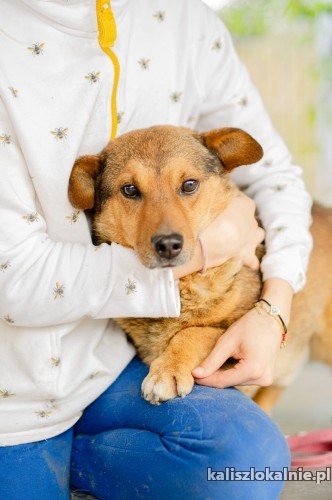lubis-cudowny-niskopodlogowy-psiak-szuka-domu-50806-kalisz.jpg