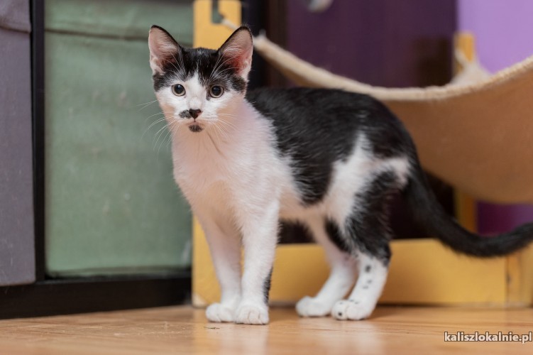 plamek-4-miesieczny-koteczek-szuka-domu-50807-kalisz.jpg