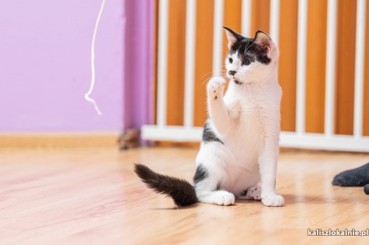 plamek-4-miesieczny-koteczek-szuka-domu-50807-koty.jpg