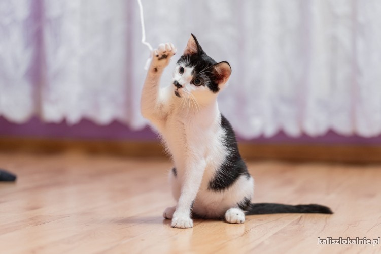 plamek-4-miesieczny-koteczek-szuka-domu-50807-sprzedam.jpg
