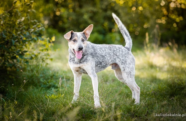 czako-mlody-bystry-psiak-szuka-spokojnego-domu-50858-kalisz-do-sprzedania.jpg