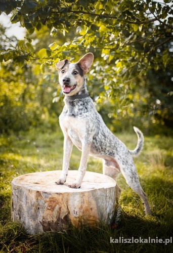 czako-mlody-bystry-psiak-szuka-spokojnego-domu-50858-kalisz-na-sprzedaz.jpg