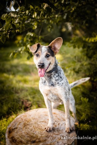 czako-mlody-bystry-psiak-szuka-spokojnego-domu-50858-psy.jpg